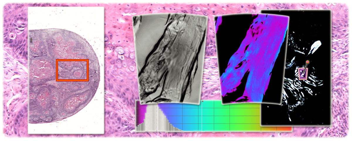 Histology